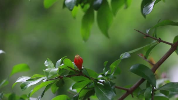 Ρόδι Μπουμπούκια Στο Βοτανικό Κήπο Βόρεια Κίνα — Αρχείο Βίντεο