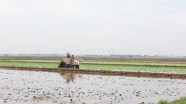 LUANNAN COUNTY, Hebei Eyaleti, Çin - 14 Mayıs 2020: çiftçiler pirinç nakli için pirinç nakli kullanıyor