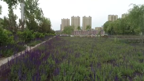 都市の建物や公園でセージ 中国北部 — ストック動画
