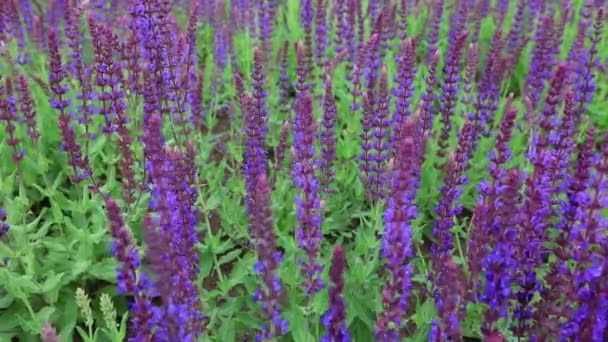 华北公园里盛开的紫罗兰俄罗斯鼠尾草 — 图库视频影像