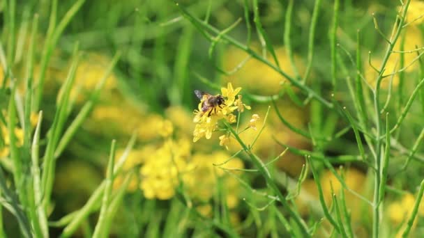 Aphidophiles Collect Nectar Rape Flowers North China — Stock Video