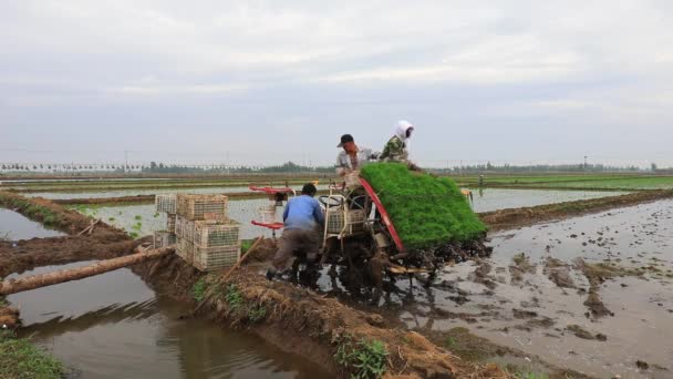 Luannan County Provinz Hebei China Mai 2020 Bauern Setzen Reistransplantationsgeräte — Stockvideo