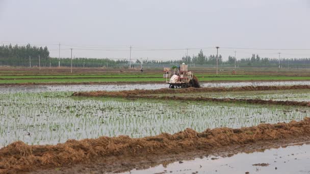 Luannan County Επαρχία Hebei Κίνα Μαΐου 2020 Αγρότες Χρησιμοποιούν Μεταμοσχευτές — Αρχείο Βίντεο