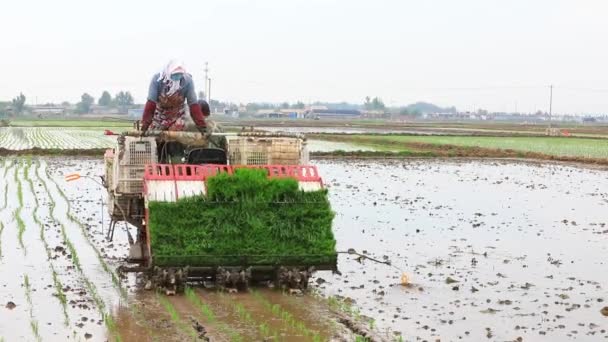 2020年5月14日 中国河北省阮南县 农民使用水稻移栽机种植水稻 — 图库视频影像