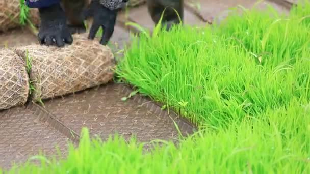 Bauern Organisieren Reissämlinge Bereiten Sich Auf Die Pflanzung Vor Nordchina — Stockvideo
