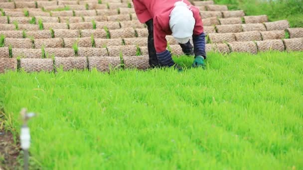 Αγρότες Οργανώνουν Σπορόφυτα Ρυζιού Προετοιμασία Για Μεταφύτευση Βόρεια Κίνα — Αρχείο Βίντεο