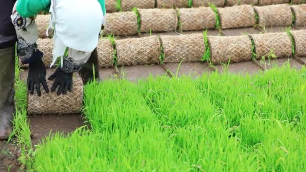 Gli Agricoltori Organizzano Piantine Riso Preparano Trapianto Cina Settentrionale — Video Stock