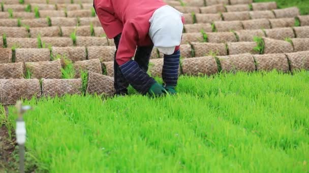 Boeren Organiseren Rijst Zaailingen Voor Bereiden Transplantatie Noord China — Stockvideo
