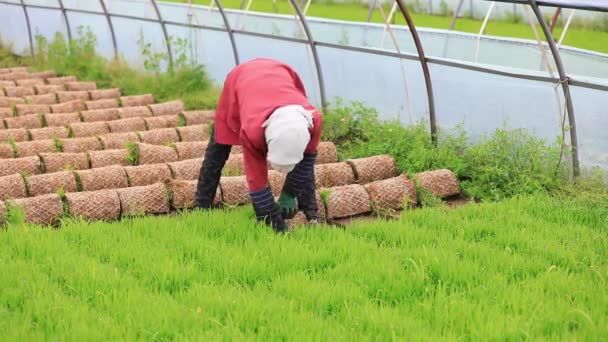 Agricultores Organizam Mudas Arroz Preparam Para Transplante Norte China — Vídeo de Stock