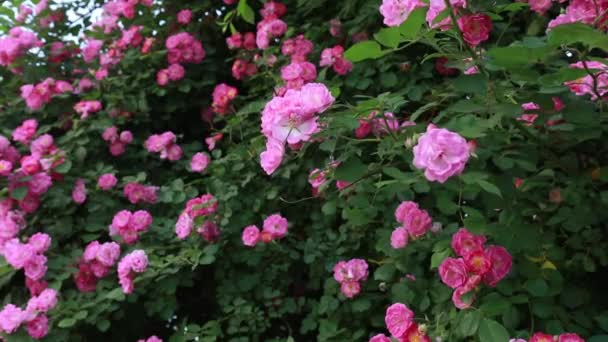 Blommande Rosor Botaniska Trädgården Norra Kina — Stockvideo