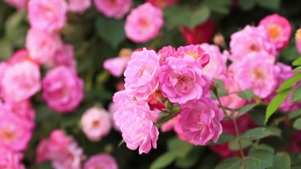 Rosas Florecientes Jardín Botánico Norte China — Vídeos de Stock