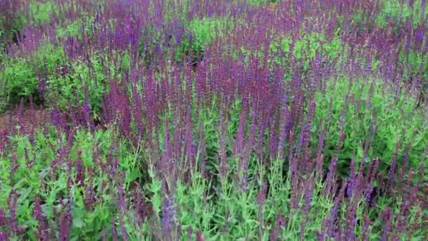 华北植物园盛开的鼠尾草 — 图库视频影像