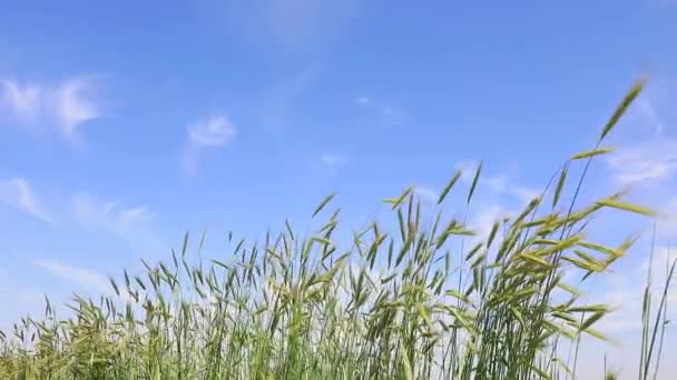 Haver Gras Achtergrond Van Blauwe Lucht Noord China — Stockvideo