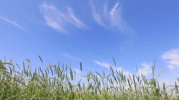 Mavi Gökyüzünün Arka Planında Yulaf Otu Kuzey Çin — Stok video