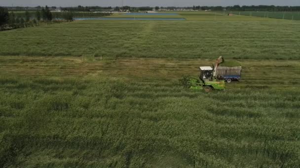 Harvester Harvesting Oats Grass Farm North China — Stock Video
