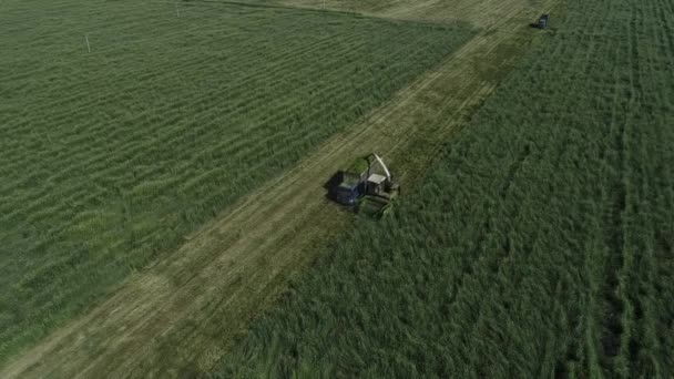 Hasat Makinesi Kuzey Çin Deki Çiftlikte Yulaf Topluyor — Stok video