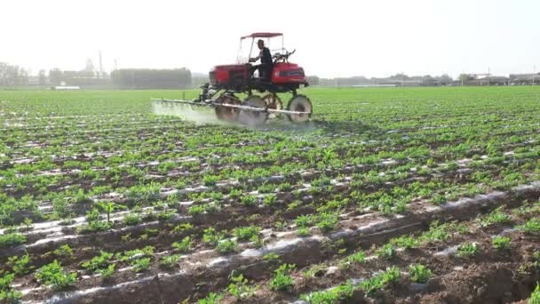 Jordbrukare Kör Självgående Spruta För Jordnötsbesprutning Norra Kina — Stockvideo