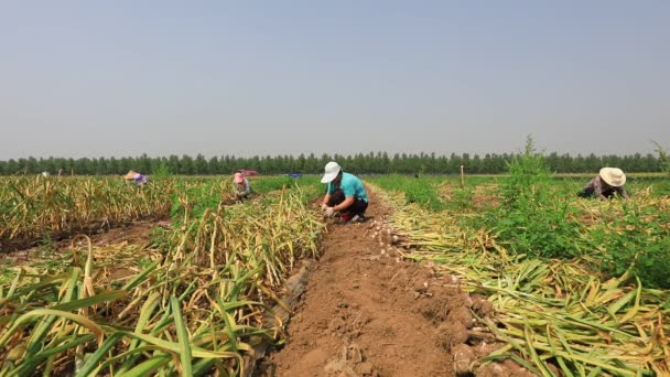 Luannan County Hebei Province Κίνα Ιουνίου 2020 Αγρότες Συγκομιδή Σκόρδου — Αρχείο Βίντεο