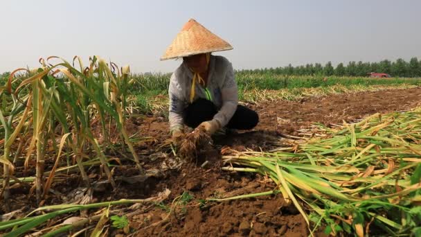Luannan 카운티 허베이성 2020 농부들은 현장에서 마늘을 수확합니다 — 비디오