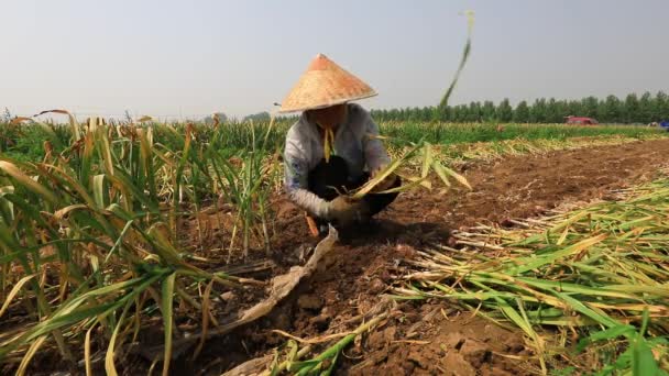 Luannan County Provincie Hebei China Juni 2020 Boeren Oogsten Knoflook — Stockvideo