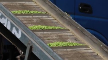 Bezelye kabukları taşıyıcı bantta.