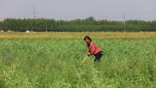 Luannan 카운티 허베이성 2020 농부들은 농장에서 완두콩을 수확하고 있습니다 — 비디오