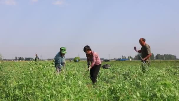 Luannan County Hebei Province Κίνα Ιουνίου 2020 Αγρότες Συλλέγουν Μπιζέλια — Αρχείο Βίντεο