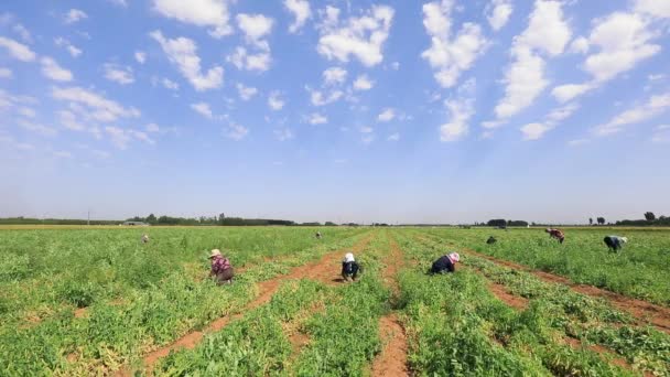 Luannan County Provincie Hebei China Juni 2020 Boeren Oogsten Erwten — Stockvideo
