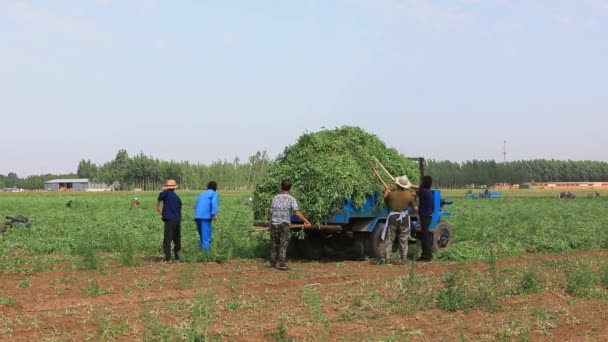 Luannan County Provincie Hebei China Juni 2020 Landbouwers Gebruiken Landbouwvoertuigen — Stockvideo