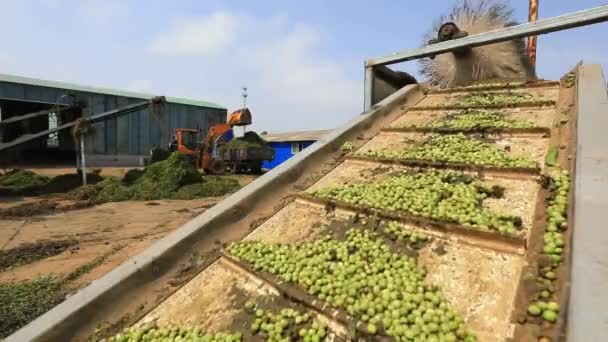 华北驱动带上的豌豆 — 图库视频影像