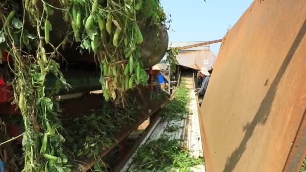 Lannan County Provincie Hebei Čína Června 2020 Farmáři Používají Hrášek — Stock video