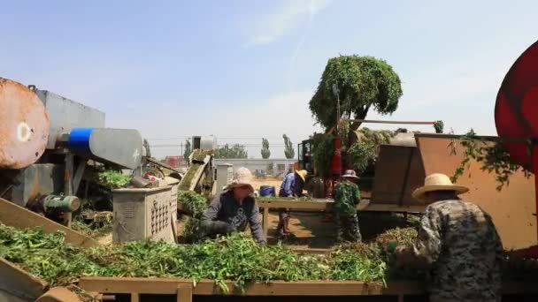 Luannan County Hebeiprovinsen Kina Juni 2020 Jordbrukare Använder Trösklar För — Stockvideo