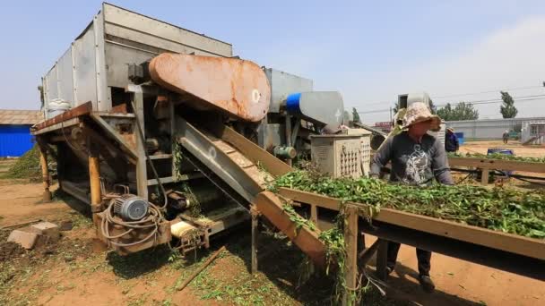 Luannan County Provincie Hebei China Juni 2020 Boeren Gebruiken Dorsmachines — Stockvideo