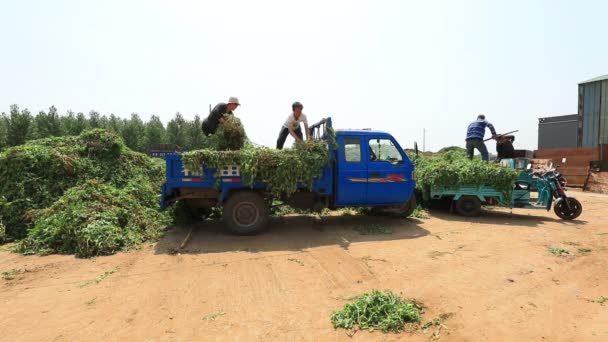 Luannan County Provincie Hebei China Juni 2020 Boeren Lossen Erwtenplanten — Stockvideo