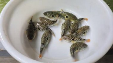 Beyaz plastik kasede kirpi balığı