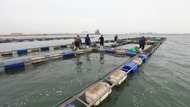 Luannan 카운티 허베이성 2020 농장에서 근로자는 Fugu 케이지에서 일합니다 — 비디오