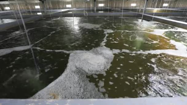 Fabryka Marikultury Warsztat Znajduje Się Gospodarstwie Rybackim Północnych Chinach — Wideo stockowe