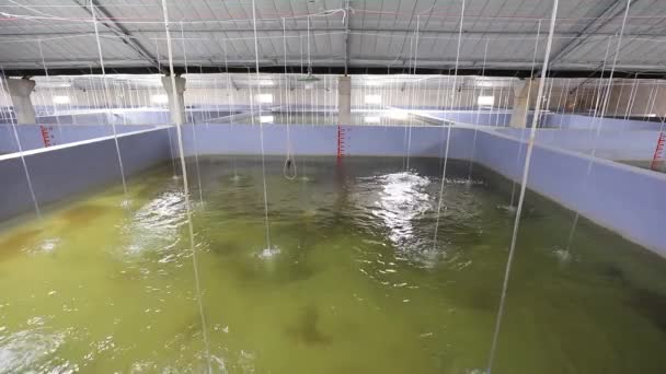 Fabrikens Biodlingsverkstad Ligger Fiskodling Norra Kina — Stockvideo