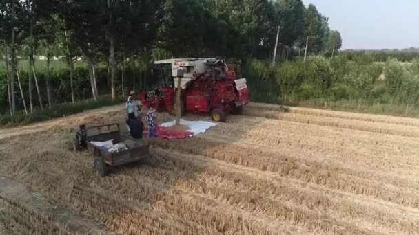 中国河北省阮南县 2020年6月19日 收割机在田里倾倒小麦 — 图库视频影像