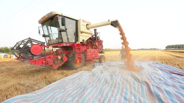 Luannan 카운티 허베이성 2020 수확자는 현장에서 곡물을 덤프합니다 — 비디오