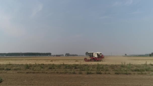 Hasatçı Kuzey Çin Deki Çiftlikteki Buğday Tarlasında Buğday Topluyor — Stok video