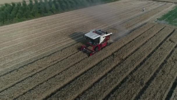 Harvester Harvests Wheat Wheat Field Farm North China — Stock Video