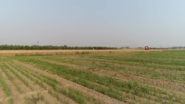 在中国北方的农场 收割者在麦田里收割小麦 — 图库视频影像