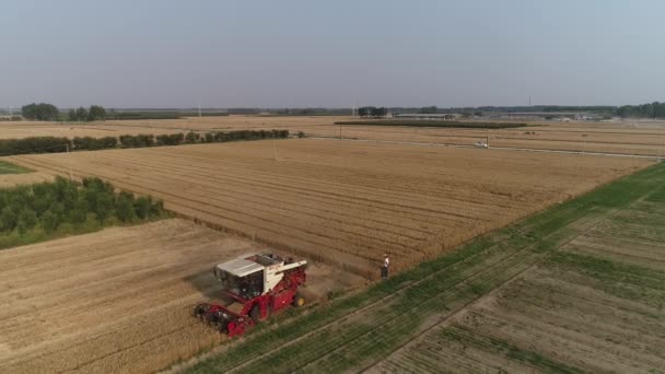 ハーベスターは農場 北中国の小麦畑で小麦を収穫します — ストック動画