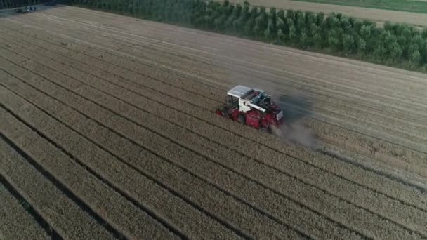 ハーベスターは農場 北中国の小麦畑で小麦を収穫します — ストック動画