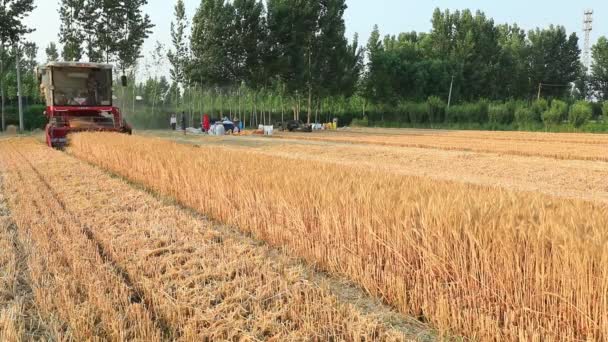 Die Erntemaschine Erntet Weizen Auf Dem Weizenfeld Der Farm Nordchina — Stockvideo