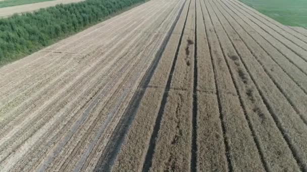 Осінні Пшеничні Поля Фермі Північний Китай — стокове відео