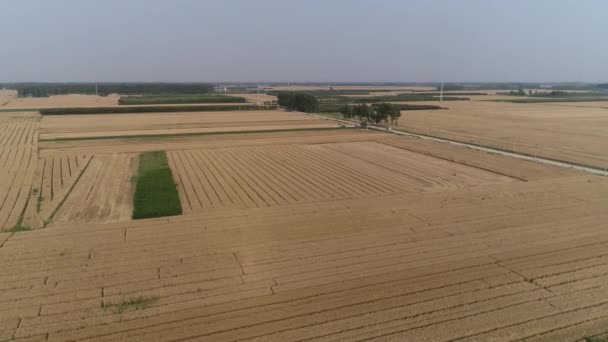Kuzey Çin Deki Çiftlikte Sonbahar Buğday Tarlaları — Stok video