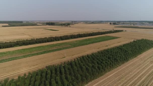 Kuzey Çin Deki Çiftlikte Sonbahar Buğday Tarlaları — Stok video
