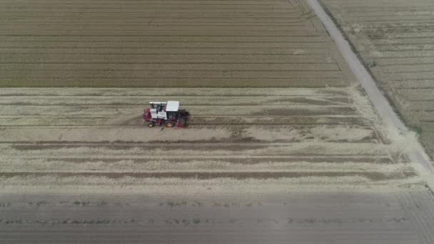 Die Erntemaschine Erntet Weizen Auf Dem Weizenfeld Der Farm Nordchina — Stockvideo